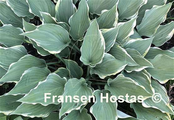 Hosta Gay Blade